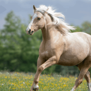Nombre del caballo