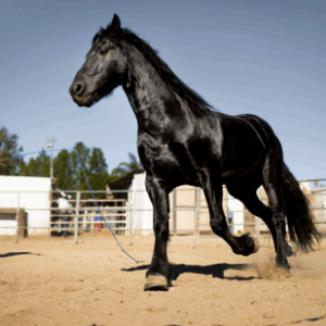 Nombre del caballo