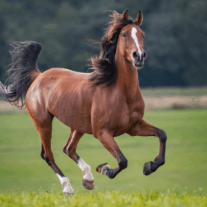 Nombre del caballo